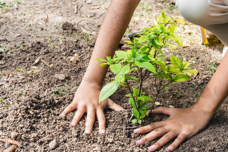 female-hands-tree-transplanted